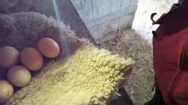 РОКИРОВКИ ПОД НАСЕДКАМИ. Просвечиваю яйца у индюшки и у квочек.