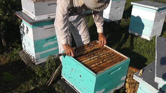 замена маток перед медосбором