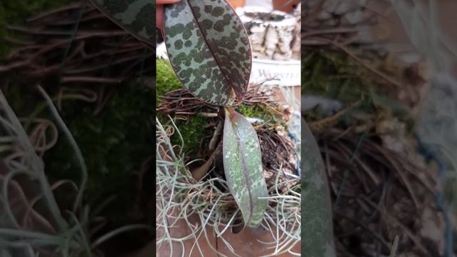 Дорассматривалась((((( Невезучий Фаленопсис