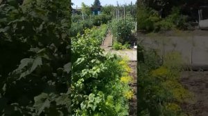 Огород 60 лет на песчаный почве, вишня.