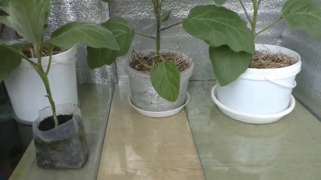 07 Влияние объёма грунта на рост растений БАКЛОЖАНЫ