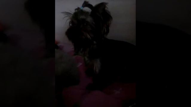 Йорик завёт гулять