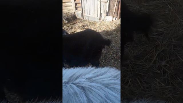 Рога - долой , а коки - вон ждём окота марафон ! смотреть онлайн