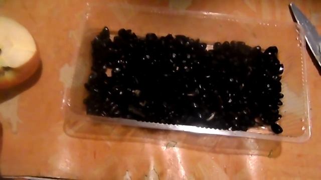 Как прорастить семечки для попугаев, канареек и кур. смотреть онлайн