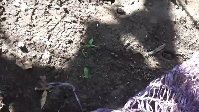 Ложное вызревание лозы от чего это происходит