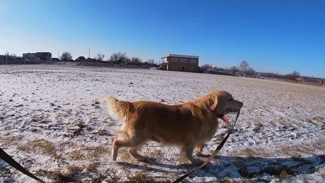 КАК НАУЧИТЬ СОБАКУ КОМАНДЕ: СИДЕТЬ ЛЕЖАТЬ СТОЯТЬ смотреть онлайн