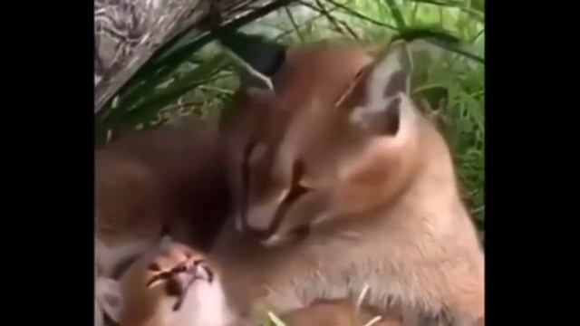 Шлёпа и Шлепок 5 смотреть онлайн