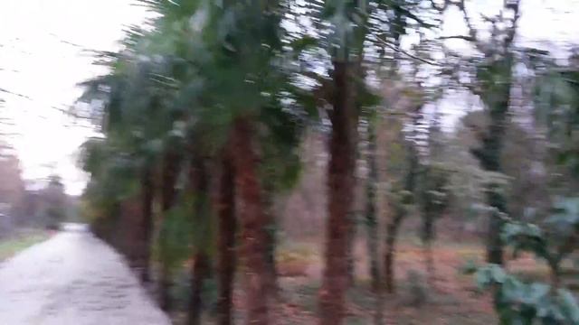 Аллея из пальм в зимнем ботаническом саду Кутаиси, Грузия, 08.01.2015 смотреть онлайн