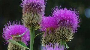 ЧТО ТАКОЕ ШРОТ РАСТОРОПШИ