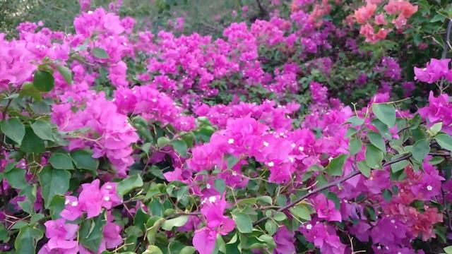 Beauty of MDSU Campus - Bougainvillea #mdsu #Ajmer #bougainvillea смотреть онлайн