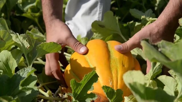 Бактериальная пятнистость тыквенных культур (Acidovorax citrulli Schaad et al) смотреть онлайн