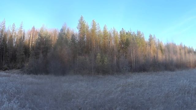 охота с русской гончей Радой №6. смотреть онлайн