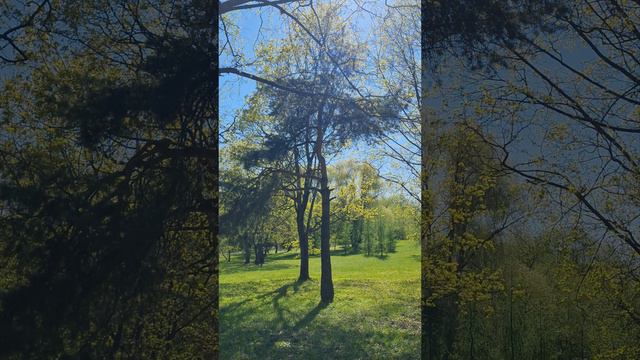 Весна сегодня в парке