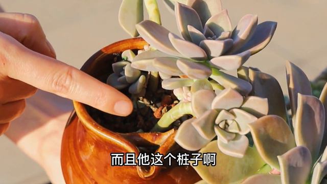 小球玫瑰錦活了，勞爾雖有氣根但爆側芽朧月側芽長挺好還有上色的 смотреть онлайн