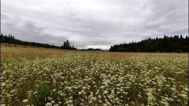 А Ахматова Мне ни к чему одические рати Тайны ремесла 2 #стихиотворчестве #поэтысеребряноговека смотреть онлайн
