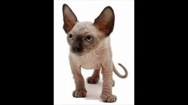 Канадский сфинкс