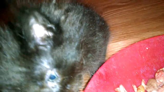 Демонически угольная черная кошечка Мейн-кун для позитивной энергии смотреть онлайн