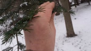 Пихта Фразера зимой. Небольшой обзор.