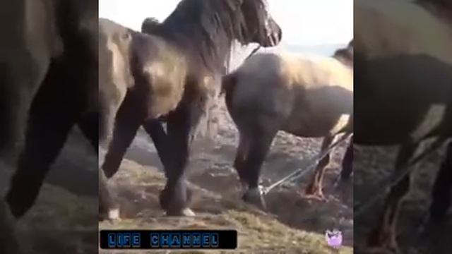 Спаривание Больших Лошадей. Супер Спаривание смотреть онлайн