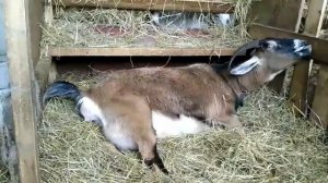 Окот/Коза рожает/Откуда берутся козлята