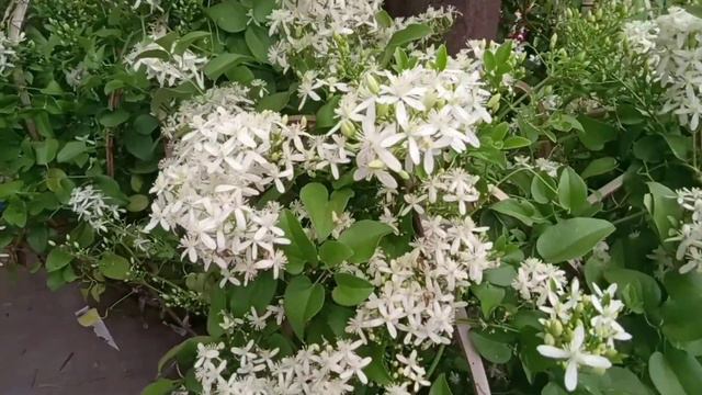 Pentalinon Luteum Plant Red Brazilian Jasmine Plant Biscuit Colour Allamanda Plant Clematis Plant смотреть онлайн