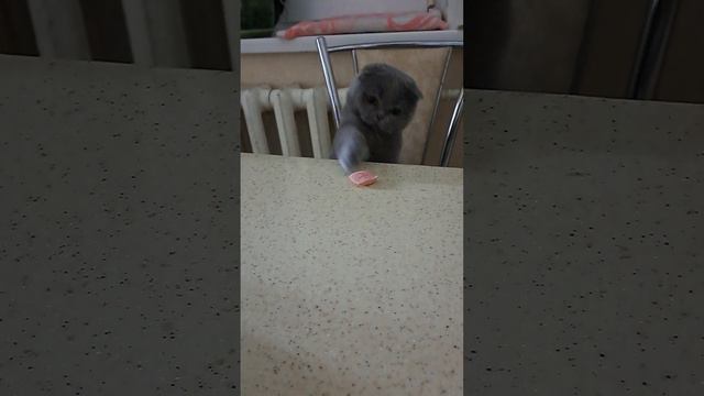 Ника любит колбасу. смотреть онлайн