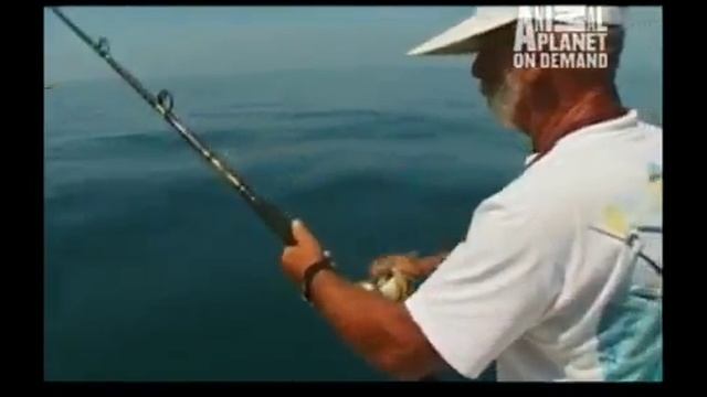 Barracuda (Sphyraena) Documentary - Shocking Fish Attack - Fishing Tv HD смотреть онлайн