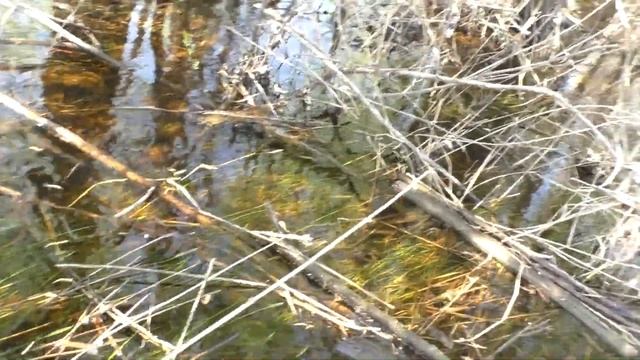 В этом ручье ОГРОМНЫЕ рыбины! Обратного пути нет. смотреть онлайн