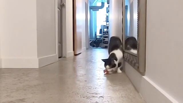 Видео: канадец доказал, что кошки тоже умеют скучать по хозяевам смотреть онлайн