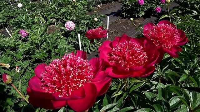 Насыщенно-красный пион HARI-AI-NIN + ИТОГИ КОНКУРСА / Сад Ворошиловой смотреть онлайн