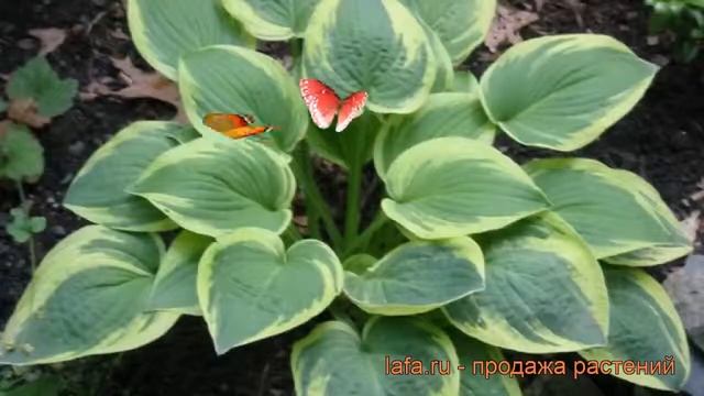 Хоста гибридная Вайд Брим (hosta hybrida wide brim) ? обзор: как сажать, рассада хосты Вайд Брим смотреть онлайн