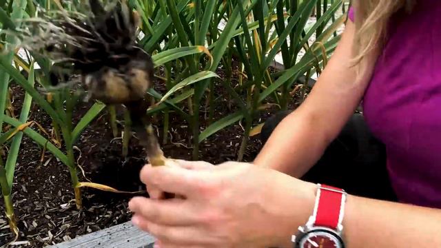 When and How to Harvest Garlic смотреть онлайн