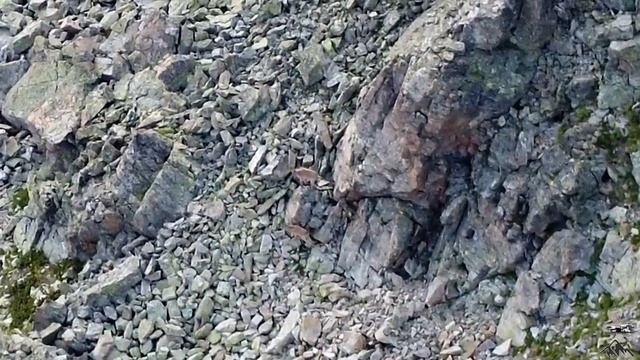 Погоня за ГОРНЫМИ КОЗЛАМИ на дроне в горах АРХЫЗА. Животные в горах с квадрокоптера смотреть онлайн