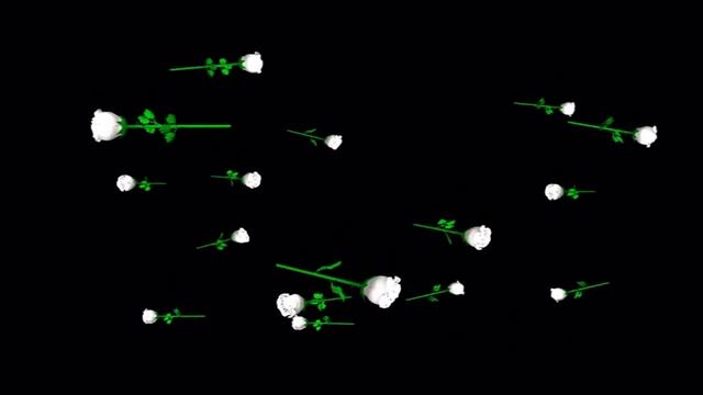 Футаж Белые розы падают смотреть онлайн