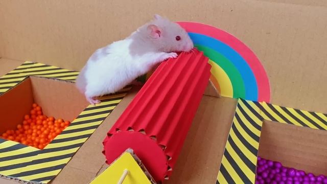 ? Colorful Hamster Maze with m&m's Candies ? смотреть онлайн