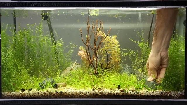 Aquarium Plant Trimming l Hemianthus Micranthemoides смотреть онлайн