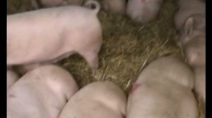 Оснащение свинокомплекса. Сухое кормление свиней.