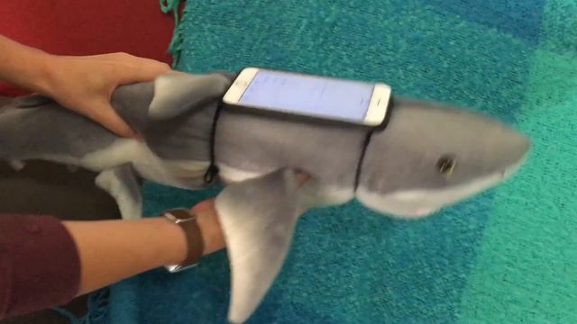 Port Jackson Shark Research at Taronga Zoo in Sydney, Australia смотреть онлайн