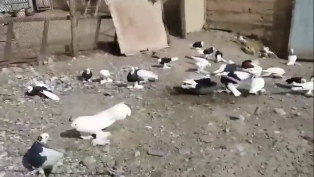 Голуби породы русский Космач / Узбекский двух чубы разные цвета / Pigeon Breed Russkiy Kosmach