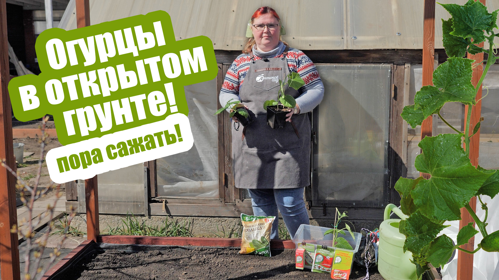 Как высадить РАССАДУ ОГУРЦОВ в открытый грунт. Выбираем сроки посадки! смотреть онлайн