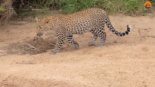Innocent Baby Bird Walks up to Leopard - Crazy Ending смотреть онлайн
