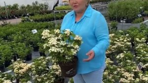 РАННЕЦВЕТУЩИЕ СОРТА ГОРТЕНЗИЙ