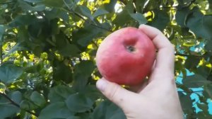 Яблоня Кандиль Орловский, дегустация.