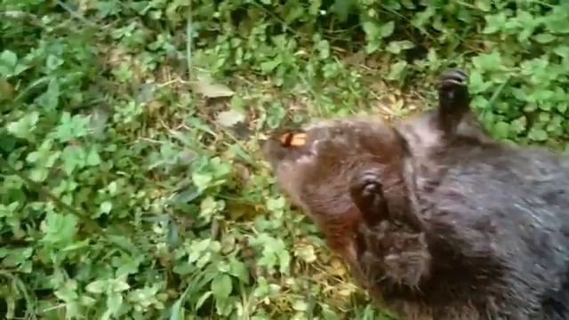 Результат установки силка на бобра смотреть онлайн