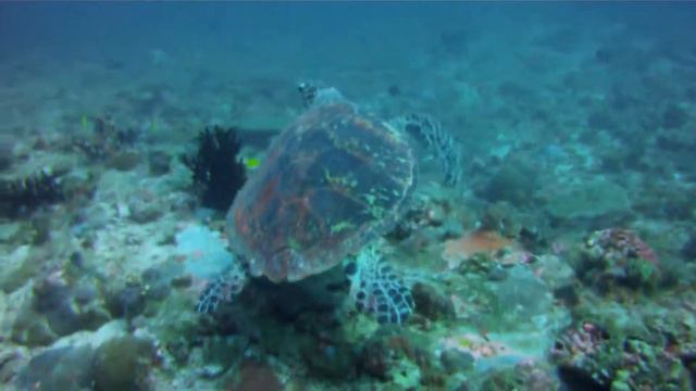 Park Hyatt Maldives: North Huvadhu Atoll Diving смотреть онлайн