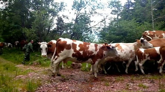 TOPLODOLSKE KRAVE- STARA PLANINA смотреть онлайн
