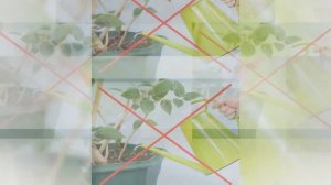 АДЕНИУМ ТУЧНЫЙ или Роза пустыни. Уход в домашних условиях