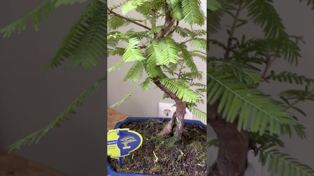 Древнейшее растение метасеквойя, бонсай. Заказать в СПб inst @janaplants смотреть онлайн