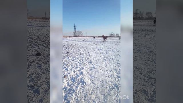 Кун жылуу болуп аттар чыкты кочого смотреть онлайн
