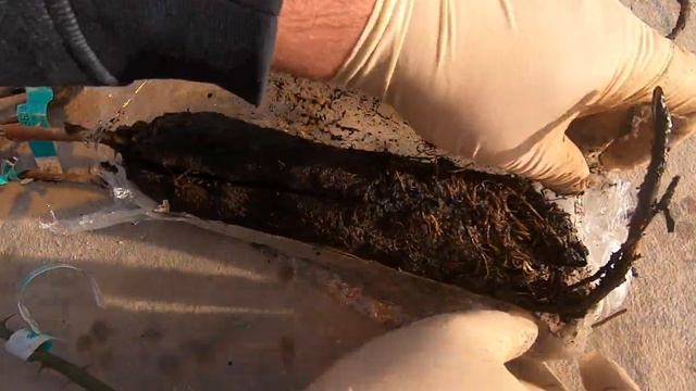 Как хранятся саженцы до посадки смотреть онлайн